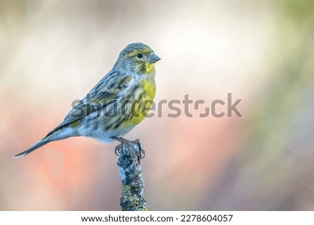 European Serin (Serinus serinus) adult male perched on branch in Spring soft focus background Royalty-Free Stock Photo #2278604057