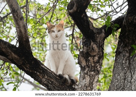 

looking into the lens with curious eyes. cat sitting on tree branch