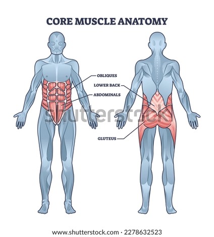 Core muscle anatomy with obliques, abdominals, lower back and gluteus location outline diagram. Labeled educational scheme with physical muscular system for abs, six pack or torso vector illustration Royalty-Free Stock Photo #2278632523