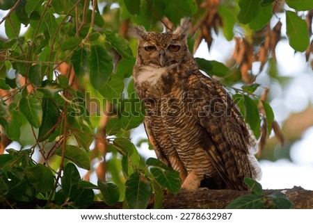 A wise owl (Magellanic Horned Owl)perches atop a leafy tree branch, its majestic features illuminated by the sun. It is an awe-inspiring sight of animal wildlife.