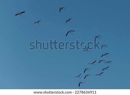Flock of birds flying over Al Qudra Lake, Dubai