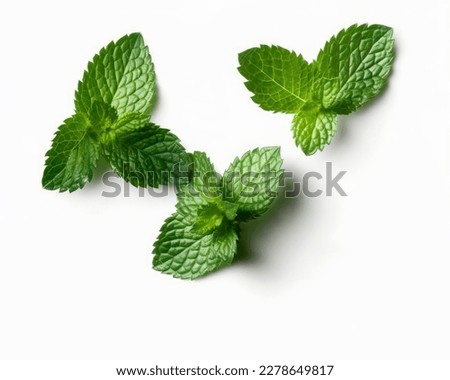 fresh mint leaves with real transparent shadow isolated on transparent background-justpasion