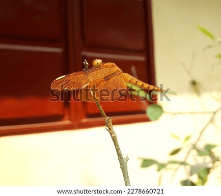 Grasshopper beautiful picture in tree