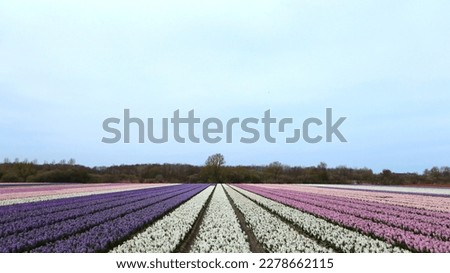Colorful (purple, white and pink) hyacinth bloom in the field beautifully, making springtime become colorful and cheerful