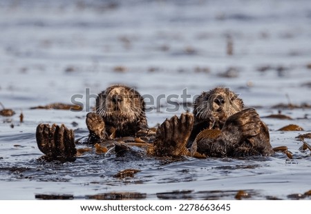 sea otter friends vancouver island