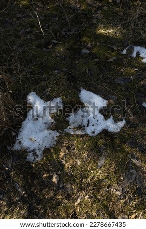 photo melting snow on the grass in the forest