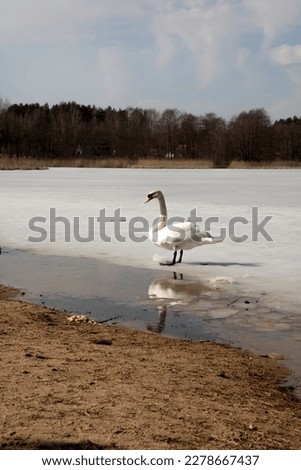 photo white swan in spring on the lake walking on the ice