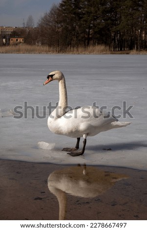 photo white swan standing on the ice near the shore in spring