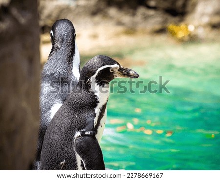 Penguin standing by the water