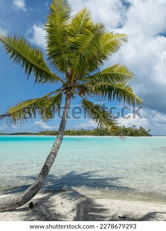 Lone solo palm tree on the Blue Lagoon beach at Rangiroa Atoll, French Polynesia, in the South Pacific