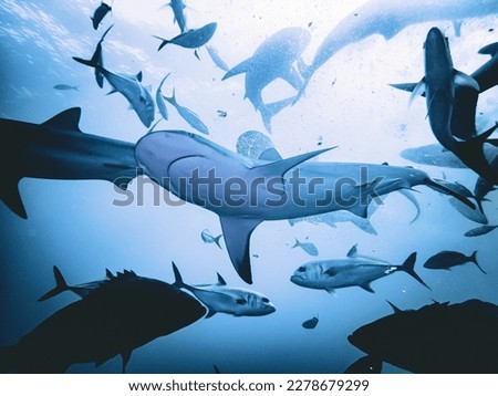 Caribbean reef sharks (Carcharhinus perezi) feeding in a school beneath sunburst sky in the Exuma Cays, Bahamas Royalty-Free Stock Photo #2278679299