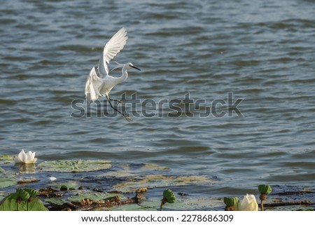 Little egret (Egretta garzetta), A white bird that eat fish.