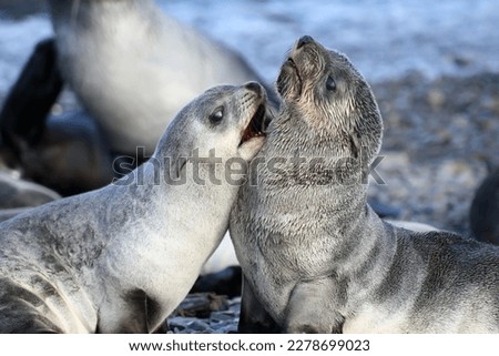 Eared seal in the shore of Fortuna Bay, South Georgia Island Royalty-Free Stock Photo #2278699023