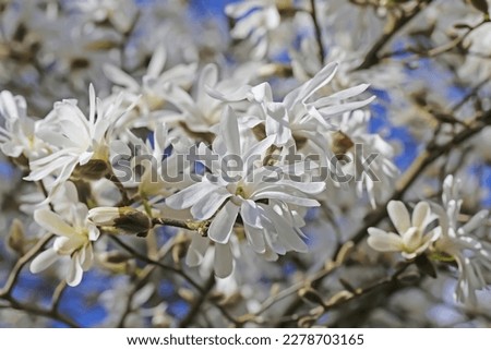 Closeup of blooming magnolia grandiflora tree with white blossoms in springtime in german garden