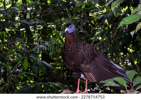 Sumatran peacock in the forest, Bukit Lawang, March 22, 2023