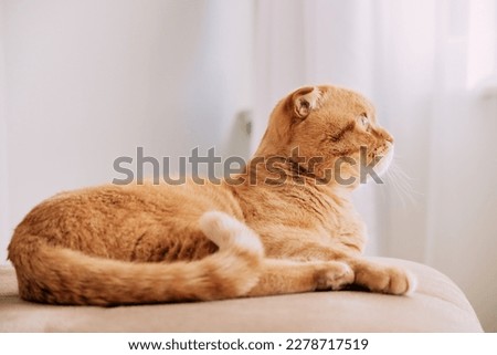 a red cat of the Scottish fold breed