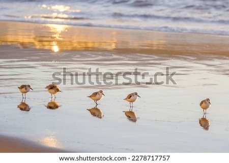 Calidris alpina birds walk in shallow water looking for food on the Canary Island Gran Canaria, Spain.