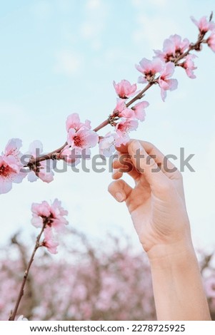 Close up pic of unrecognizable woman’s hand touching a cherry blossom flower in a cherry field during springtime and during sunset. Perfect for nature, love and fresh content. Copy space for titles.