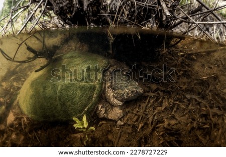 Underwater photo of a common snapping turtle in a Massachusetts vernal pool  Royalty-Free Stock Photo #2278727229
