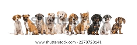 large group of puppies sitting together in a row, isolated on white Royalty-Free Stock Photo #2278728141