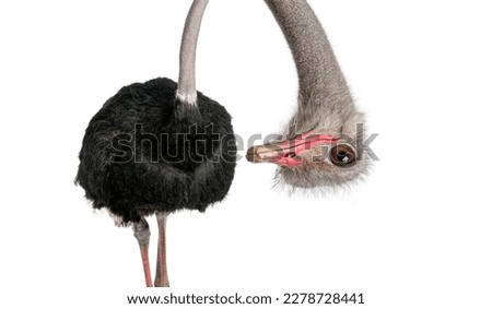 Portrait of a funny and cute Male ostrich upside down; head down. with a perspective effect shrinking the body which creates a lot of depth, isolated on white Royalty-Free Stock Photo #2278728441