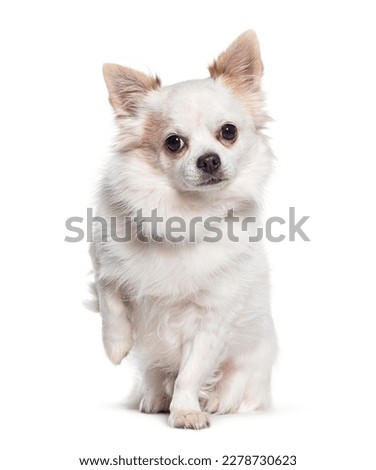 Cute white Chihuahua dog begging raising paw, Isolated on white