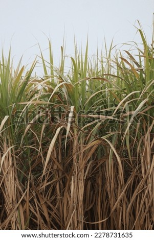 Sweet Nectar: Close-Up of Sugarcane Stalks in a Field