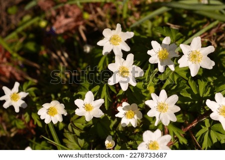 Wood anemone flowers - Latin name - Anemone nemorosa Royalty-Free Stock Photo #2278733687