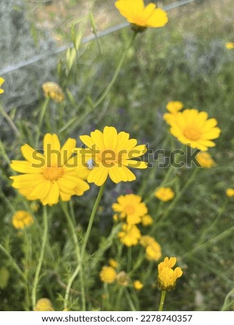 Yellow daisies with a tiny Pulmonata shell on its petals. Right after first rain the Pulmonata tend to grow in intriguing areas where they can be in the sun but also have water in reach. Royalty-Free Stock Photo #2278740357