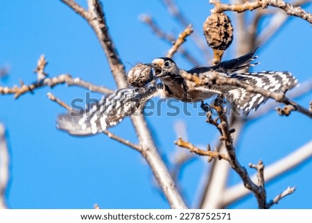 Great spotted woodpecker flying with walnut in the beak