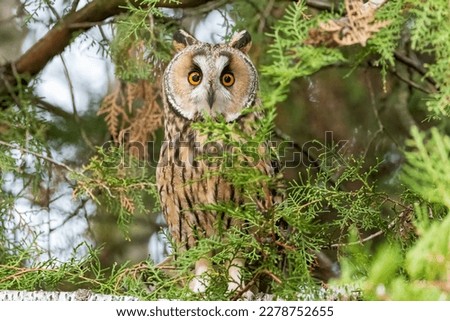 Long-eared owl standing on the tree