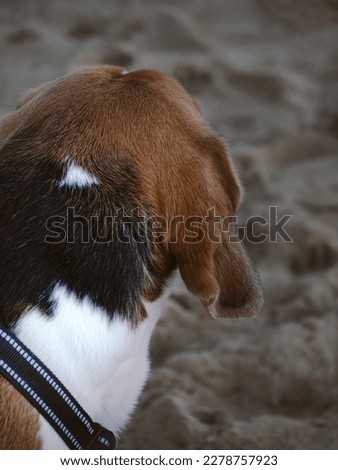 pet on the beach. Photo of Beagle in studio. Pet on the beach
