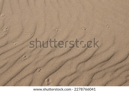 Texture of the sand in a unique european desert. Wavy surface made by wind. Parque Natural Dunas de Corralejo, Fuerteventura, Canary Islands, Spain.