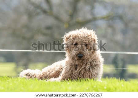 Beautiful Airedale terrier dog lying in the sun. Her long fur glows in the sunlight as she looks to camera. Royalty-Free Stock Photo #2278766267