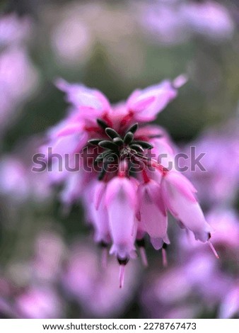 Purple flower spring blossom nature flower background