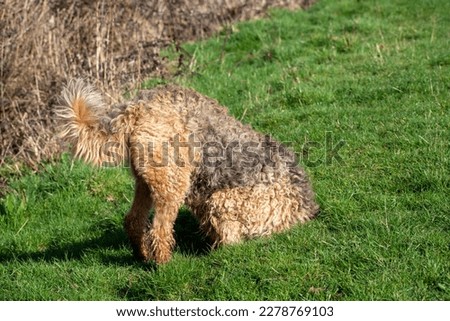 An Airedale Terrier with its head looking down a rabbit hole. Funny picture showing animal behavior. 