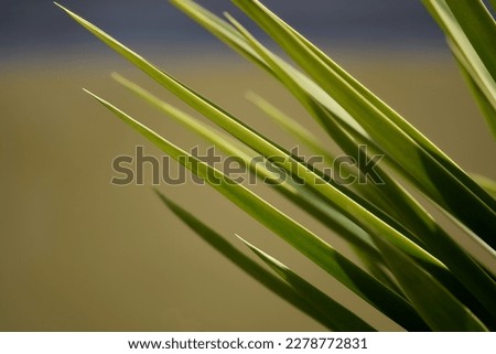 Yucca Flamentosa leaves on a natural background texture. 