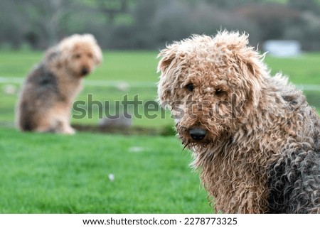 A pair of Airedale Terriers looking towards camera. Long brown fur. Selective focus on the nearest dog. Royalty-Free Stock Photo #2278773325