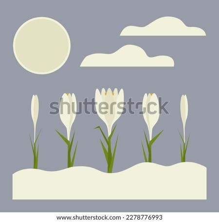 Crocus collection in vintage style. Floral illustration of the crocus flowers grow on the snowing meadow
