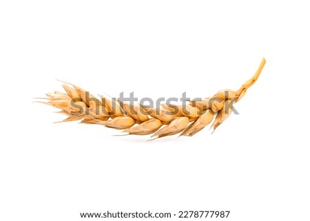 an ear of wheat on a white background Royalty-Free Stock Photo #2278777987