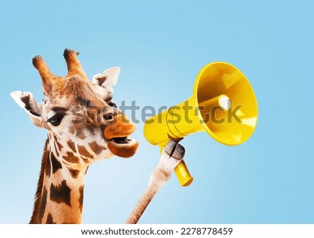 Funny giraffe is holding a loudspeaker and shouting on a blue background. Attention and africa, creative idea. Management and business, concept.