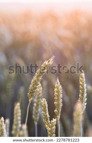 Wheat plants at sunset in agricultural field, ripening wheat in the farmer‘s field, ecological cereals for producing healthy food ; nature and plant background concept