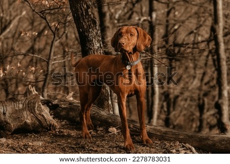 Purebred Hungarian Vizsla dog in blue collar walking in forest on sunny day. Beautiful golden-rust colored Magyar Vizsla in the woods, active hungarian pointer between bare trees. Royalty-Free Stock Photo #2278783031