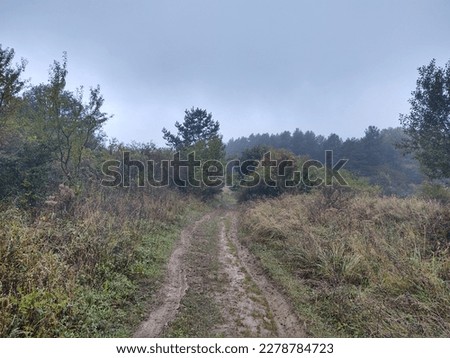 Magic trees and paths in the forest. Slovakia