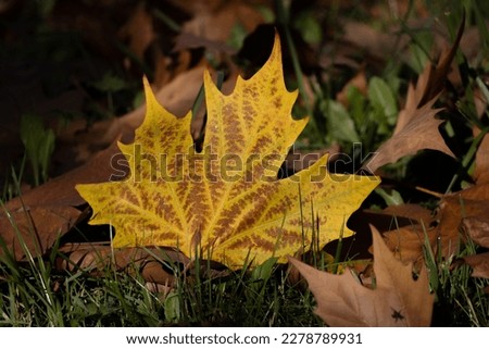 picture of an autumn leaf on the ground
