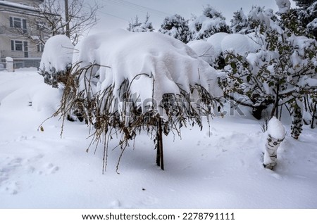 Winter view - a snowy garden with huge flakes of snow