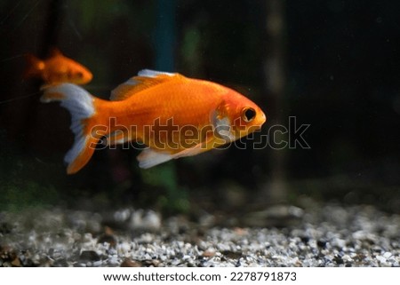 Orange goldfish swimming in aquarium