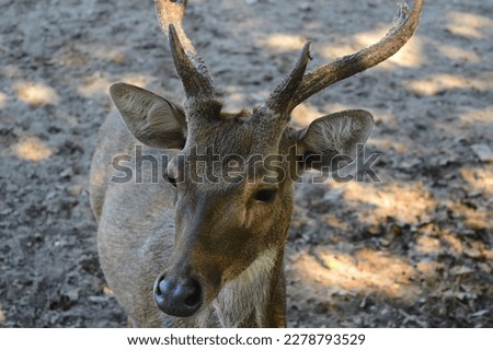 The Bawean deer is a type of deer that is currently only found on Bawean Island in the middle of the Java Sea. Administratively, this island is included in Gresik Regency, East Java Province, Indonesi