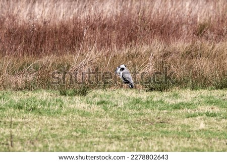 A wild Heron bird that has landed in a field near a lake.