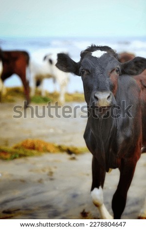 Young black calf, background image, picture, wallpaper